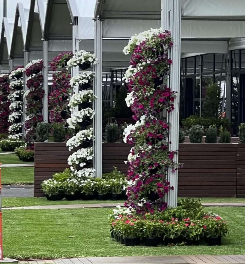 Contract grown Petunia & Vinca