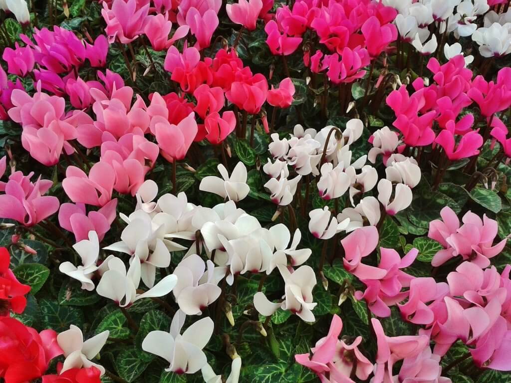 Cyclamen in full flower, one of Plantex Nursery’s main autumn and winter crops