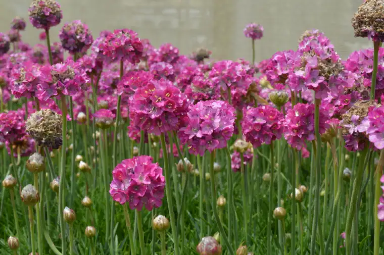 Armeria flowering in the growing beds at Plantex Nursery