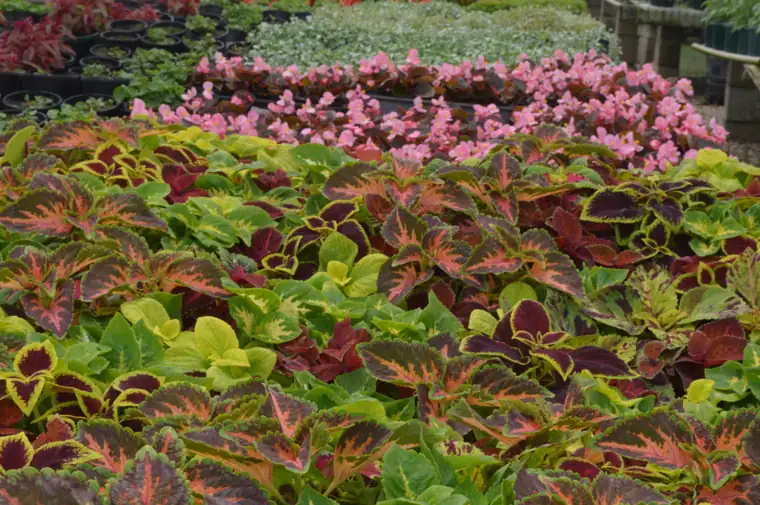 Coleus foliage colour in production at Plantex Nursery