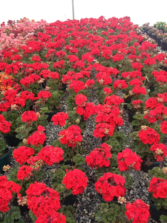 Geraniums in flower at Plantex Nursery, Clyde