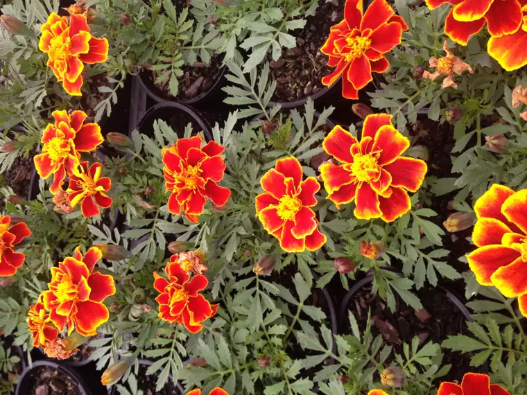 Bicolour marigold close up, grown at Plantex Nursery
