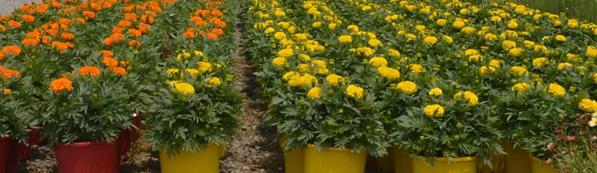 Gold and orange marigolds in 200mm pots grown for Lunar New Year at Plantex Nursery, Clyde