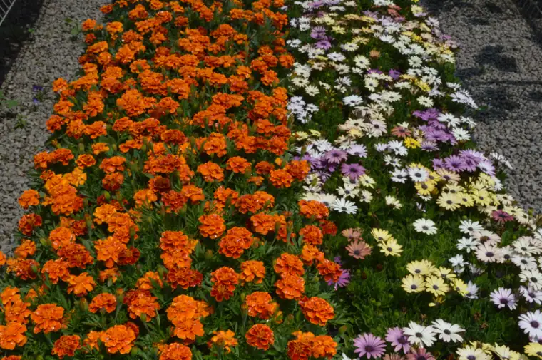 Marigolds in flower in the growing beds at Plantex Nursery