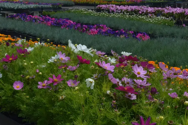 Mixed potted colour in production beds at Plantex Nursery