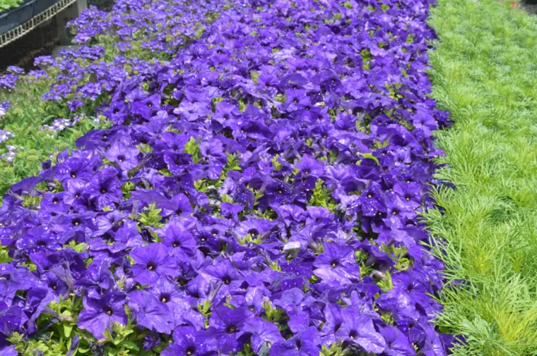 Petunia in flower in production rows at Plantex Nursery, Clyde