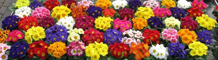 Primula acaulis in mixed colours grown at Plantex Nursery