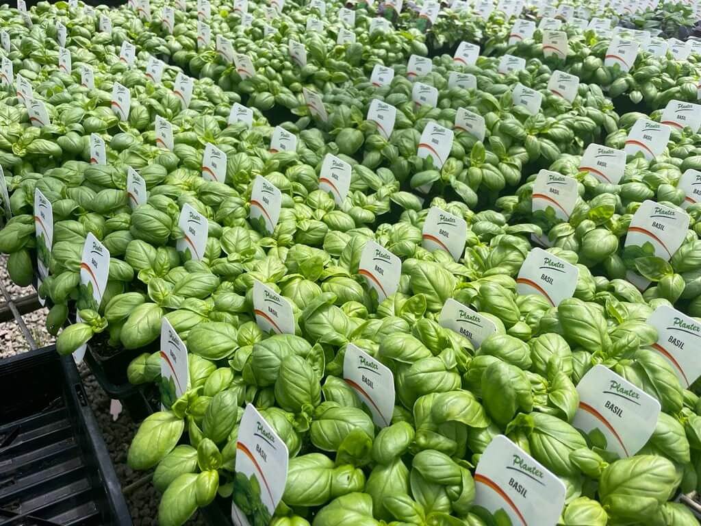 Plantex-labelled basil seedlings in punnets grown from F1 hybrid seed