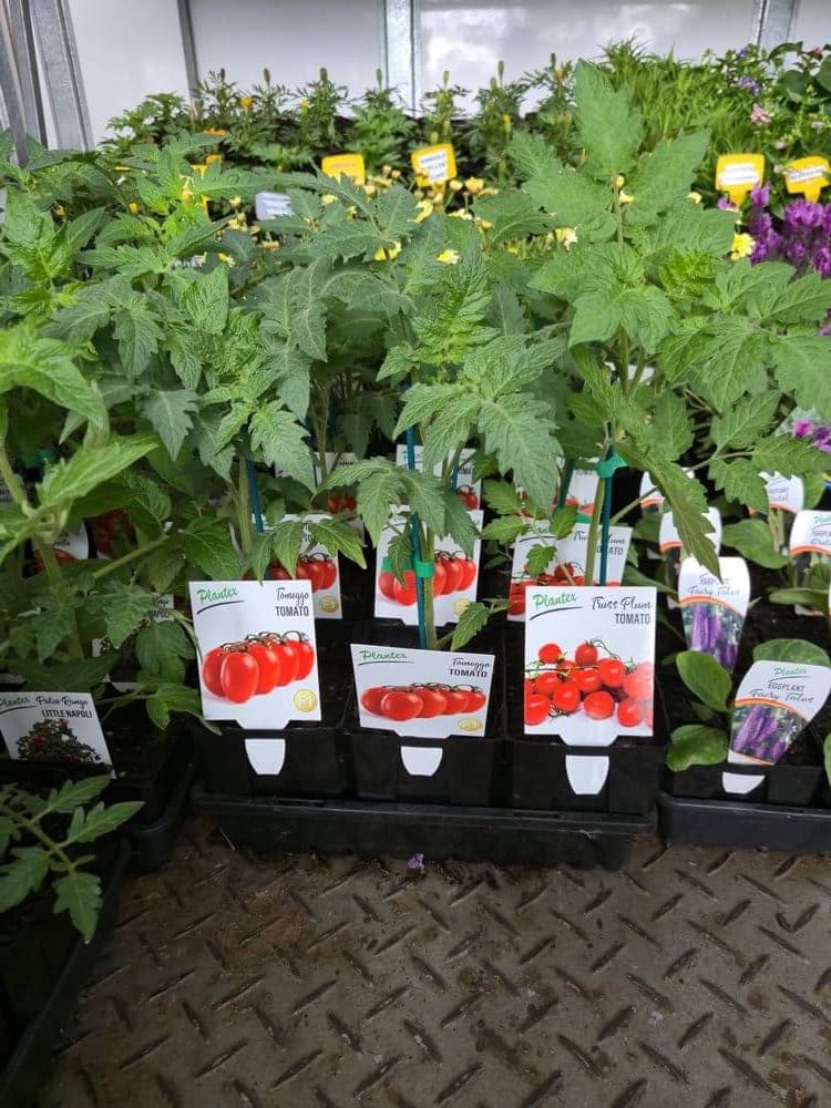 Plantex F1 hybrid tomato seedlings with the gold F1 mark on the label, at Plantex Nursery