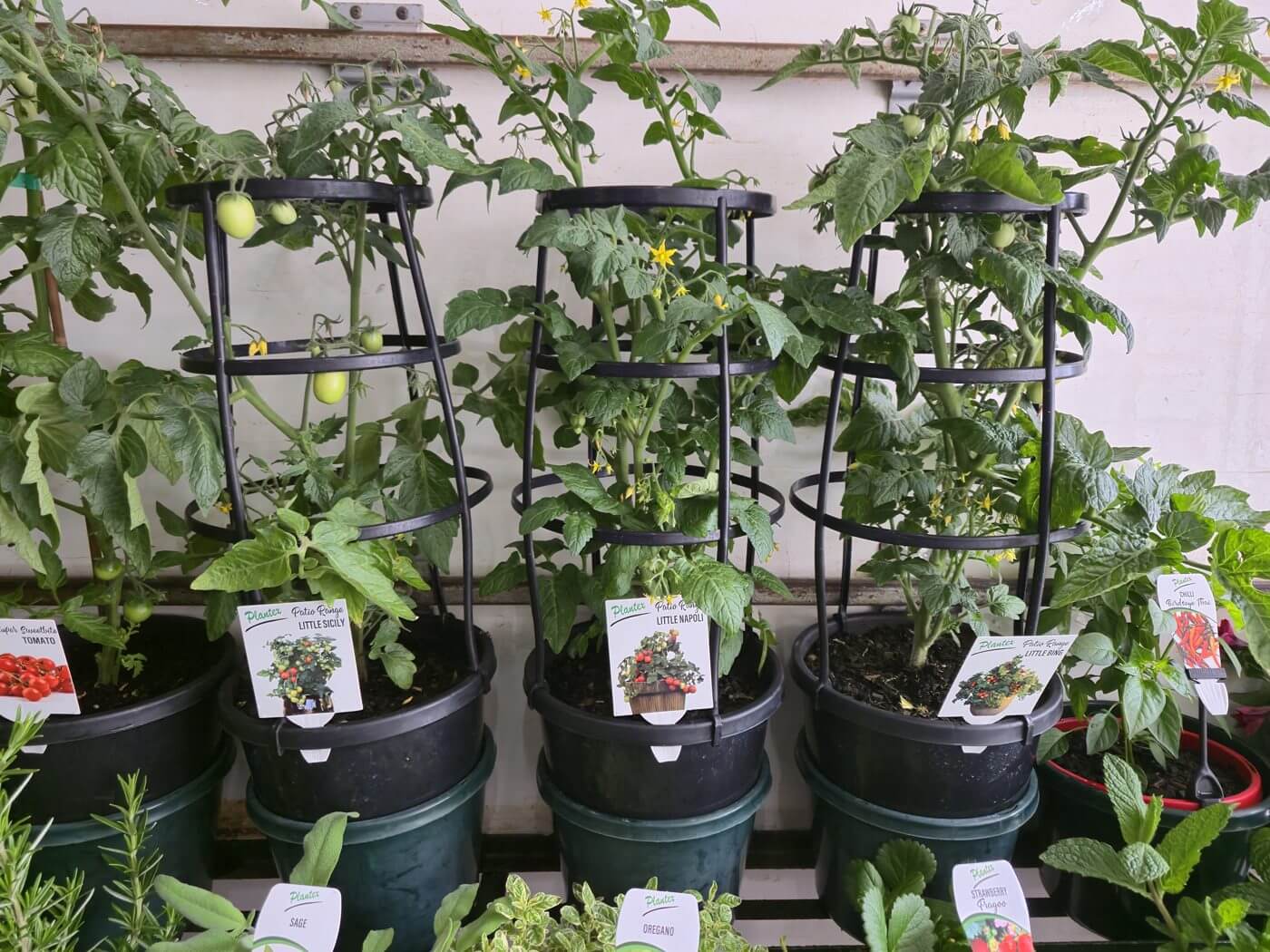 Plantex Patio Range tomatoes in pots cropping at Clyde