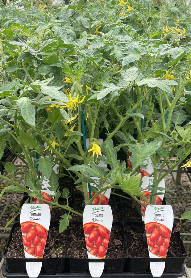 Plantex Roma tomato seedlings in flower in a nursery tray at Plantex Nursery, Clyde