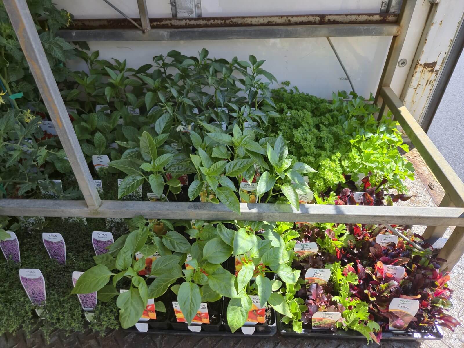 Herb and vegetable seedling rack loaded for wholesale plant delivery Melbourne retailers order from