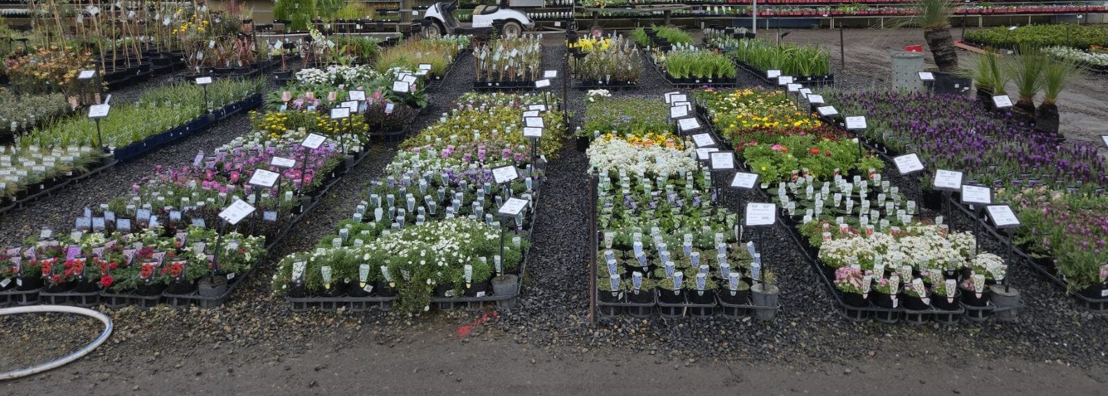 Plantex Nursery stand at Plantmark Thomastown - five rows of 140mm general lines including lavender and african daisy
