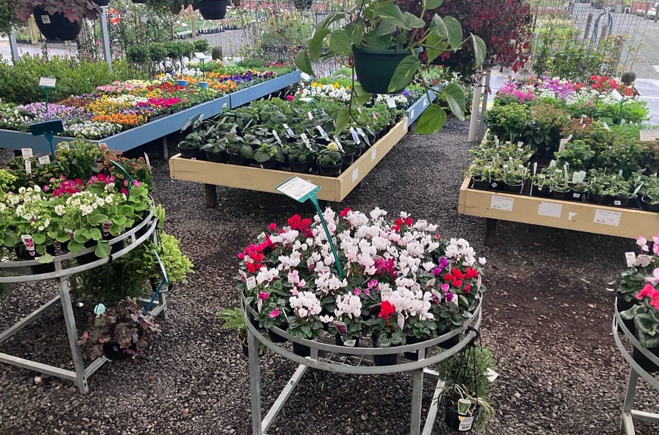 Plantex Nursery cyclamen at Din San Nursery, Dingley Village
