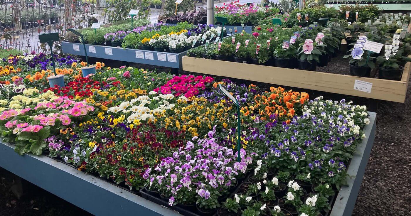 Plantex Nursery potted colour at Din San Nursery, Dingley Village - primula, pansy and viola in flower