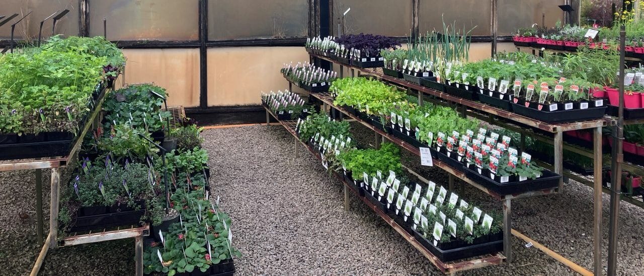 Plantex Nursery seedlings at Plantmark Langwarrin - herb and vegetable seedlings, strawberries and geraniums