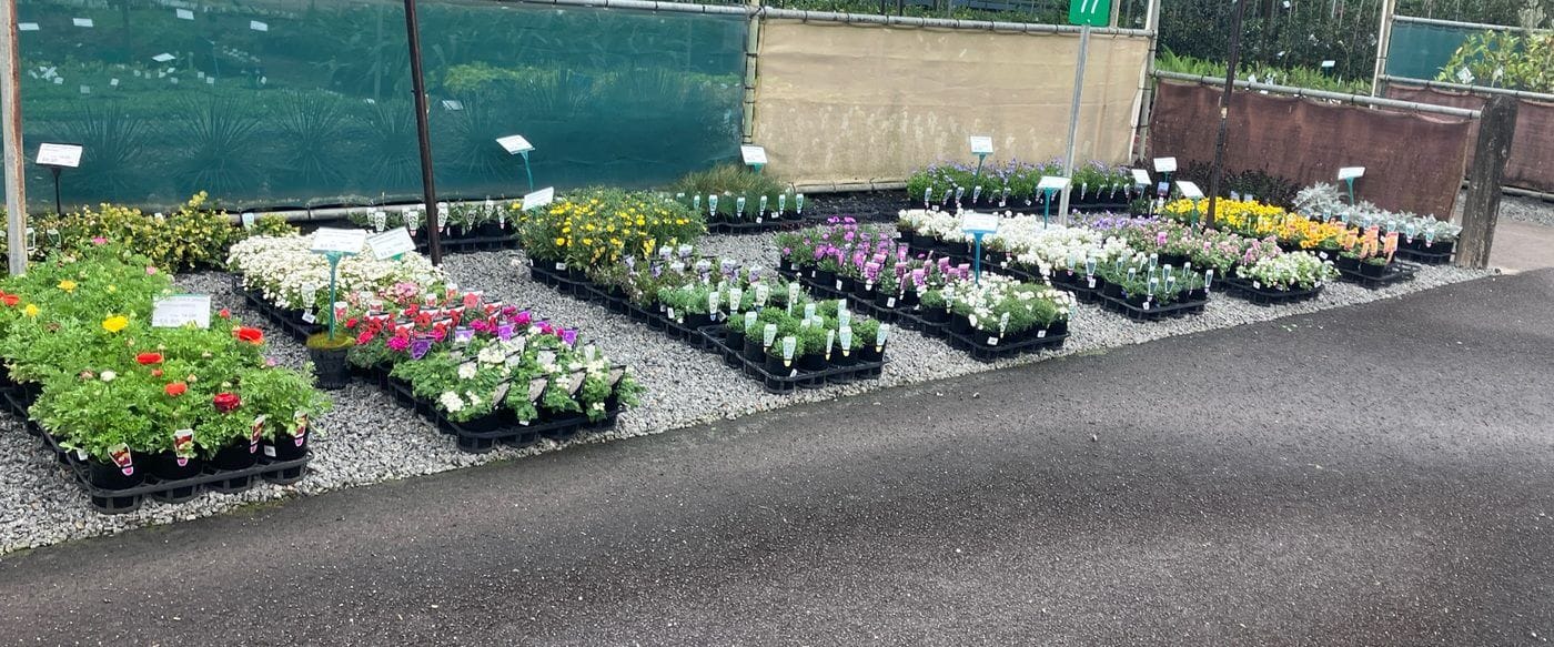 Plantex Nursery stand at Din San Nursery - outdoor rows of potted colour