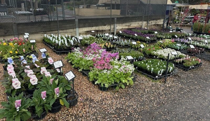 Plantex Nursery stand at Plantmark Wantirna - rows of potted colour and flowering annuals
