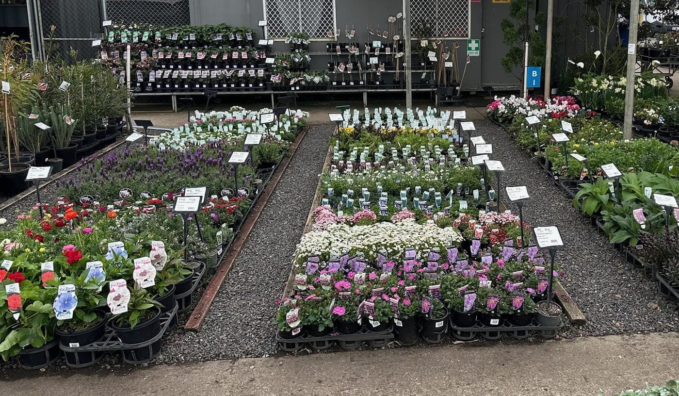 Plantex Nursery stand at Plantmark Werribee - bays of potted colour including ranunculus, lavender and osteospermum