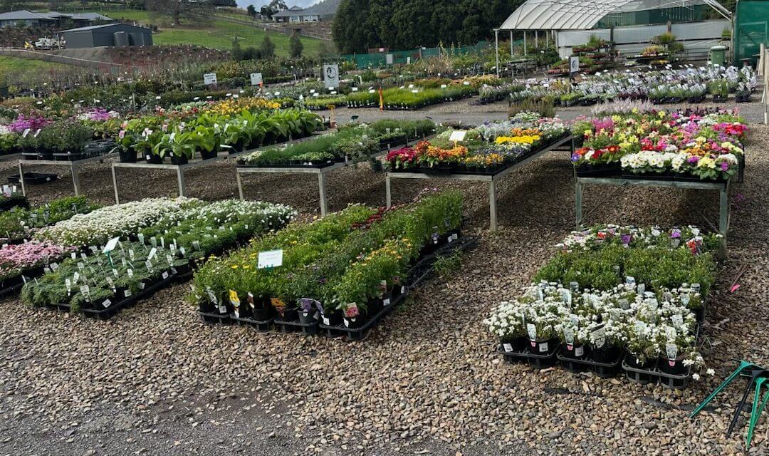 Plantex stock on the front rows at Plant Multi, Kilsyth South