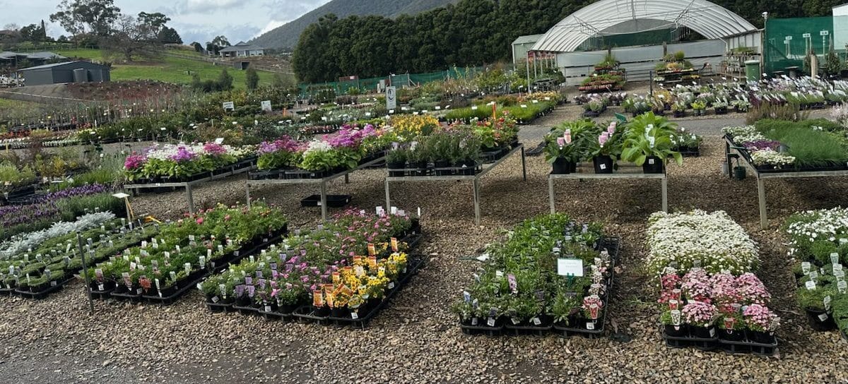Plantex potted colour and seedlings on the front rows and benches at Plant Multi, Kilsyth South